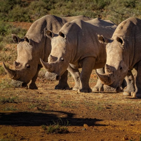 Rhinos-square-600x600