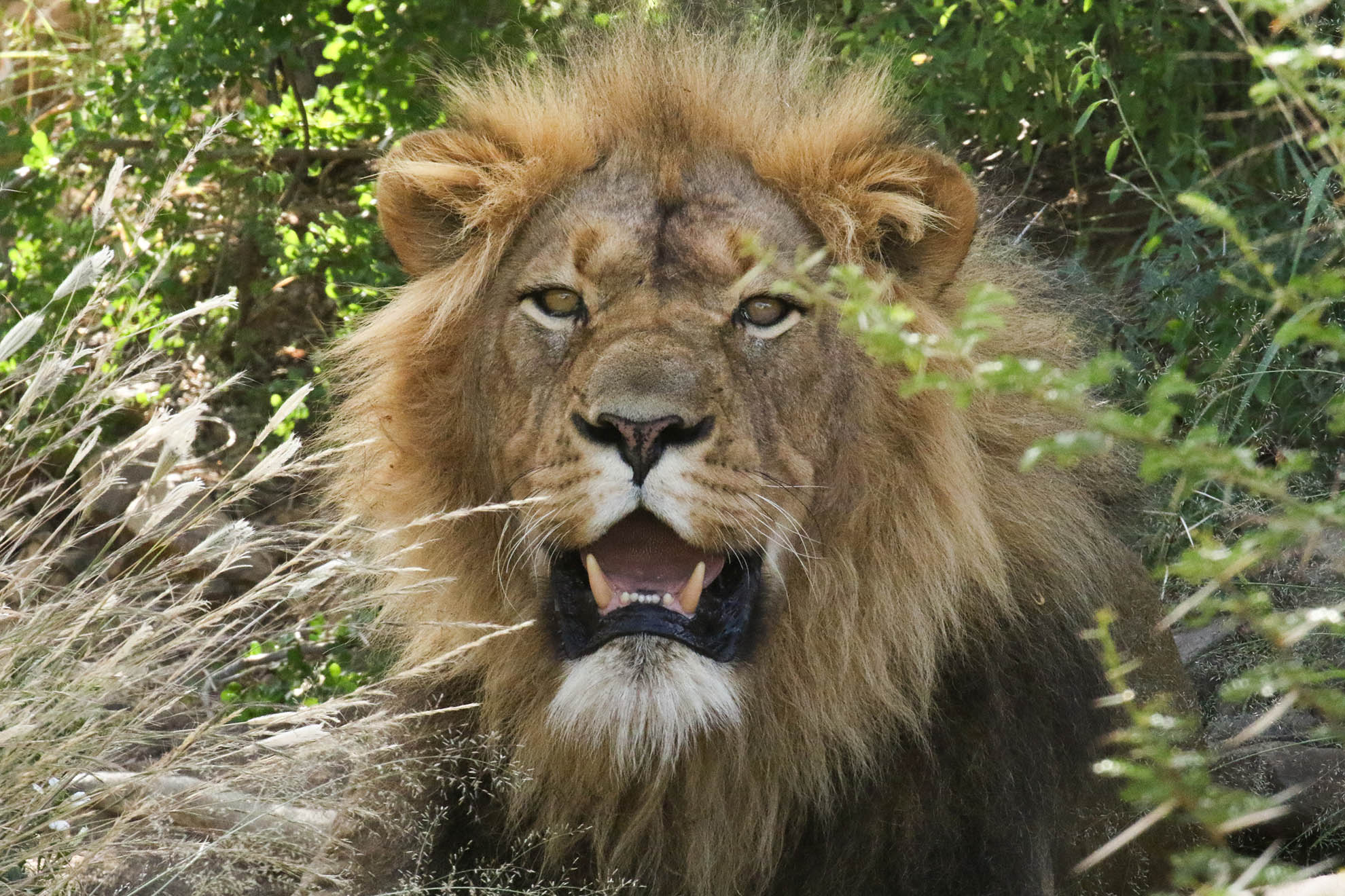 Why do male lions roar? - African Safaris Ltd